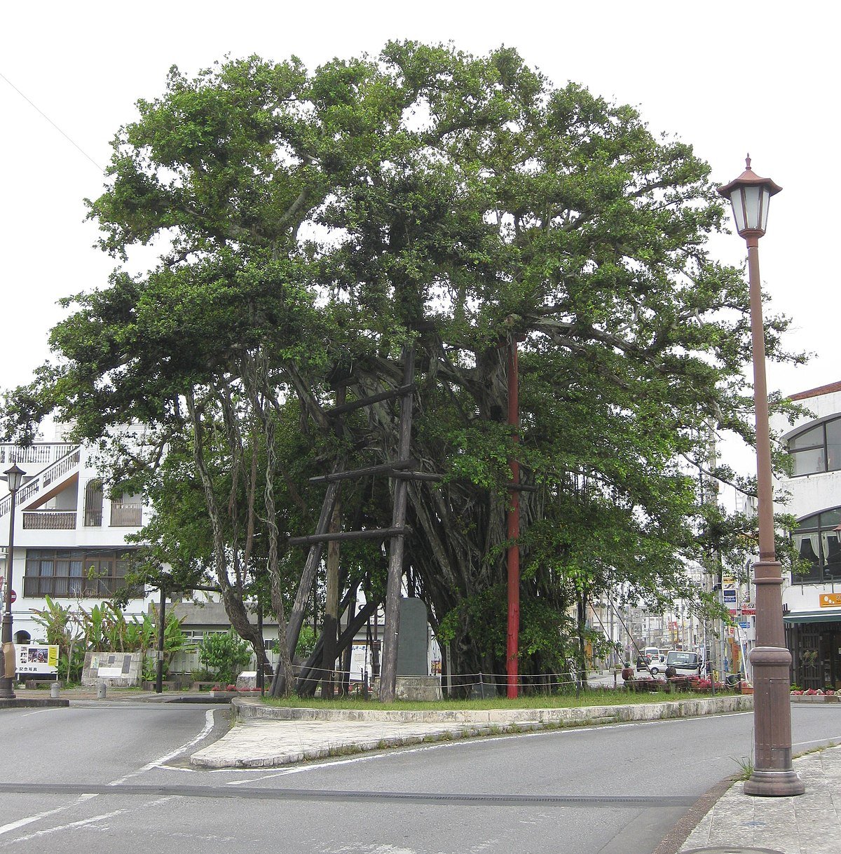 🌳 나고 병풍 반얀트리 (나고 힘푼 가주마루) 이미지 1